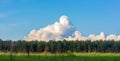 Beautiful landscape. Field, forest and sky. Panorama. Green juicy grass. Coniferous forest on the horizon. Cumulus in the sky. Royalty Free Stock Photo