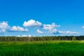 Beautiful landscape. Field, forest and sky. Panorama. Green juicy grass. Coniferous forest on the horizon. Cumulus in the sky. Royalty Free Stock Photo