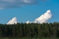 Beautiful landscape. Field, forest and sky. Panorama. Green juicy grass. Coniferous forest on the horizon. Cumulus in the sky. Royalty Free Stock Photo