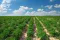 Beautiful landscape with field of potatos and blue sky.