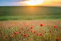 Beautiful Landscape With Field Of Red Poppy Flowers At Sunset Wallpaper Royalty Free Stock Photo