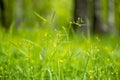 Beautiful landscape with a fine young grass and small yellow flowers, the freshness of the morning nature