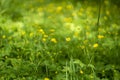 Beautiful landscape with a fine young grass and small yellow flowers, the freshness of the morning nature