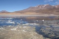 Beautiful landscape with Flamingos in lagoon in Bolivia