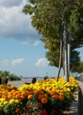 Beautiful landscape with a flowerbed of yellow-orange flowers on a background of blue sky Royalty Free Stock Photo