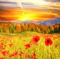 Beautiful landscape with flowers poppies on a background of mountains at sunrise