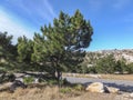 Beautiful landscape with fluffy pine Stankevich Pinus brutia stankewiczii against the blue sky and moutains background. Royalty Free Stock Photo