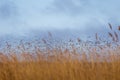 A beautiful landscape with a flying flock of migratory geese over a forest of reeds