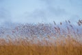 A beautiful landscape with a flying flock of migratory geese over a forest of reeds