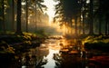 Beautiful landscape forest at dawn in the gentle light of the rising sun Light streaks across streams and rocks. Golden glow Royalty Free Stock Photo