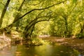 Beautiful landscape of the forest of Prokopi in Euboea in Greece.