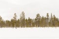 Beautiful landscape with a forest and snow falling down Royalty Free Stock Photo