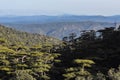 Beautiful landscape of forested mountains in Djebal Chelia, Aures, Algeria Royalty Free Stock Photo