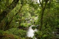 Beautiful landscape formed by small waterfalls on stones within a lush and green forest. Concept landscape, water, forest,