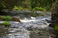 Beautiful landscape formed by small waterfalls on stones within a lush and green forest. Concept landscape, water, forest,