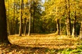 Beautiful landscape of a fresh evergreen forest, abstract natural background, great coniferous trees in day sun light Royalty Free Stock Photo