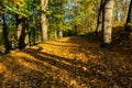 Beautiful landscape of a fresh evergreen forest, abstract natural background, great coniferous trees in day sun light Royalty Free Stock Photo