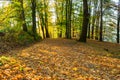 Beautiful landscape of a fresh evergreen forest, abstract natural background, great coniferous trees in day sun light Royalty Free Stock Photo