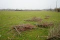 Gnawed Christmas trees in the pasture. Stadtrandhof, Waltersdorfer Chaussee, 12529 Schoenefeld, Germany