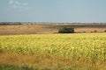 Beautiful landscape. Golden field and blue sky with clouds. Beauty of nature