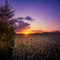 A beautiful landscape of a golden grain crop field in the summer sunrise. Royalty Free Stock Photo