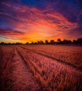 A beautiful landscape of a golden grain crop field in the summer sunrise. Royalty Free Stock Photo