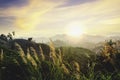 The  landscape of golden grass flowers, the sunset backdrop at the top of the hill And the moving clouds, Nan Thailand Royalty Free Stock Photo