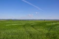 Beautiful Landscape Green Corn Field With Blue Cloudy Sky Royalty Free Stock Photo