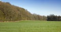 Beautiful landscape of green grass and bushy trees with a blue sky background on a summer day. Lush pasture or meadow on