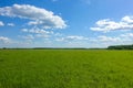 Beautiful landscape. Green grass field and blue sky with white clouds Royalty Free Stock Photo