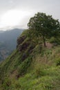 Beautiful landscape with a green hill  a tree and mountains with fog as background near Ella  in Sri Lanka Royalty Free Stock Photo