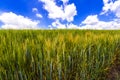 Beautiful landscape of green organic young corn field. Agriculture and harvest. Royalty Free Stock Photo