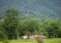 Beautiful landscape of the green paradise paddy field in rice field with green forest Royalty Free Stock Photo