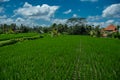 Beautiful landscape of green rice terraces along the Campuhan Ridge Walk in Bali