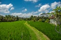 Beautiful landscape of green rice terraces along the Campuhan Ridge Walk in Bali