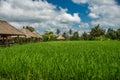 Beautiful landscape of green rice terraces along the Campuhan Ridge Walk in Bali