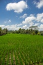 Beautiful landscape of green rice terraces along the Campuhan Ridge Walk in Bali