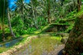 Beautiful landscape with green rice terraces near Tegallalang village, Ubud, Bali, Indonesia Royalty Free Stock Photo