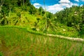 Beautiful landscape with green rice terraces near Tegallalang village, Ubud, Bali, Indonesia Royalty Free Stock Photo