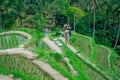 Beautiful landscape with green rice terraces near Tegallalang village, Ubud, Bali, Indonesia Royalty Free Stock Photo