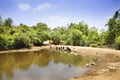 Beautiful landscape green tree and water flowing in river, small bridge, Hiran river. Sasan Gir. Royalty Free Stock Photo