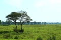 Beautiful landscape of green and trees Royalty Free Stock Photo