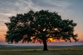 Beautiful landscape with green vegetation, a lonely big tree and a blue sunset sky with clouds Royalty Free Stock Photo