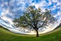 Beautiful landscape with green vegetation, a lonely big tree and a blue sunset sky with clouds Royalty Free Stock Photo