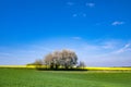 Blossoming wild cherry trees in agrarian landscape with flowering yellow canola in May. Growing green wheat field under blue sky. Royalty Free Stock Photo