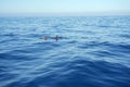 Beautiful landscape of group of dolphins swimming in the ocean