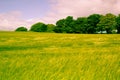 Beautiful landscape with growing ray in Spring time, Scotland Royalty Free Stock Photo