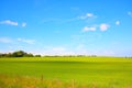 Beautiful landscape with growing wheat