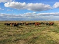 Herd of cows in the steppe of the Crimea steppe