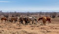 Beautiful landscape, the herd of horses grazing in the fild , in the farm, countryside Royalty Free Stock Photo